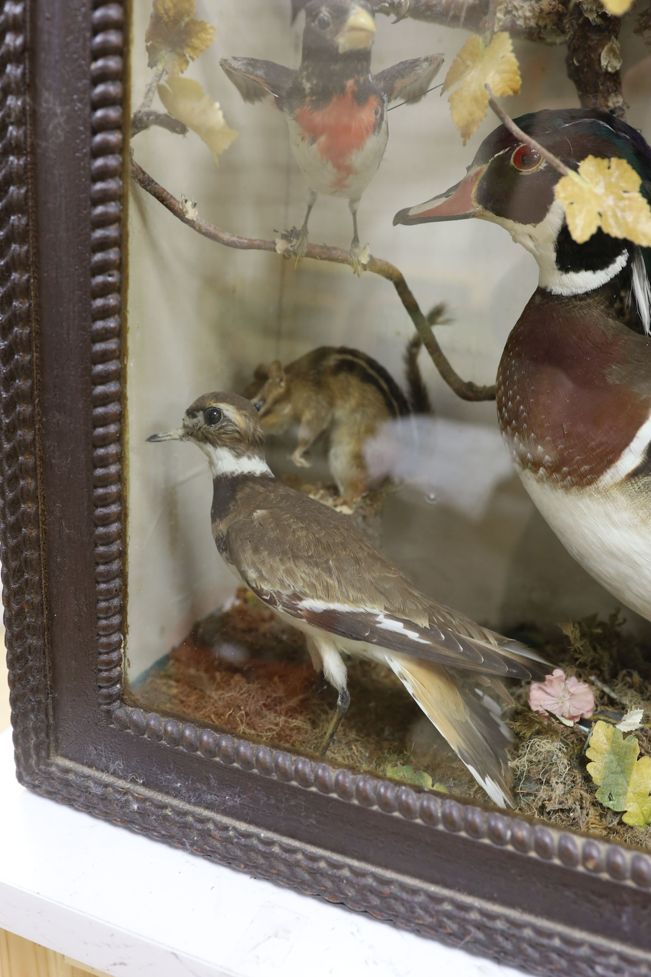 A late 19th / early 20th century North America taxidermy display of Native birds and chipmunk, case width 54cm height 75cm